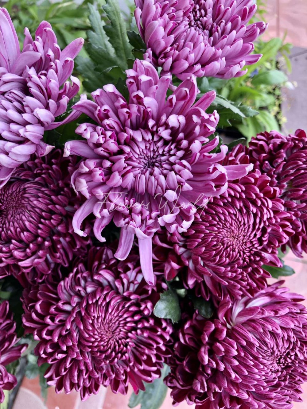 5 Фиолетовых Хризантем Бигуди